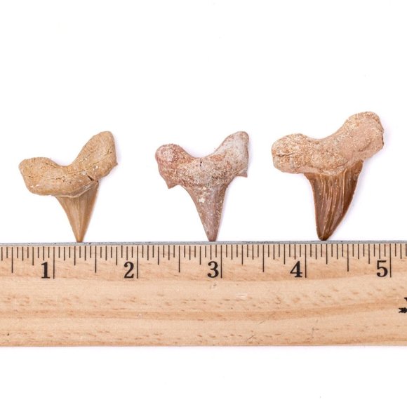 Medium Moroccan Shark Tooth Fossil Shark Teeth For Jewelry Making Wire Wraping - Picture 4 of 4